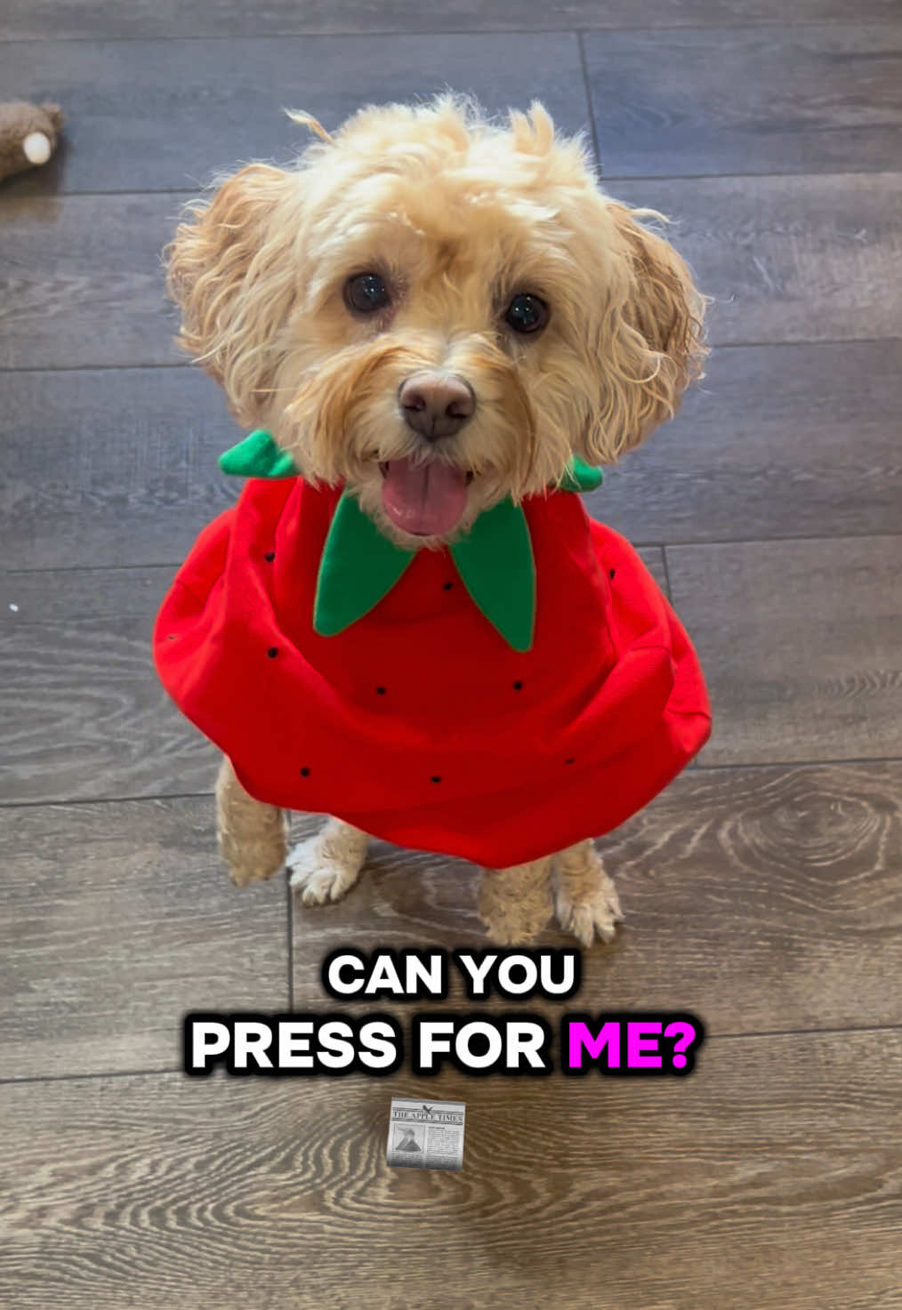 @ChloeCaboodleDoodle
