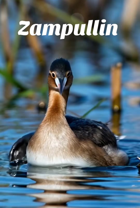 @Fauna Mundial