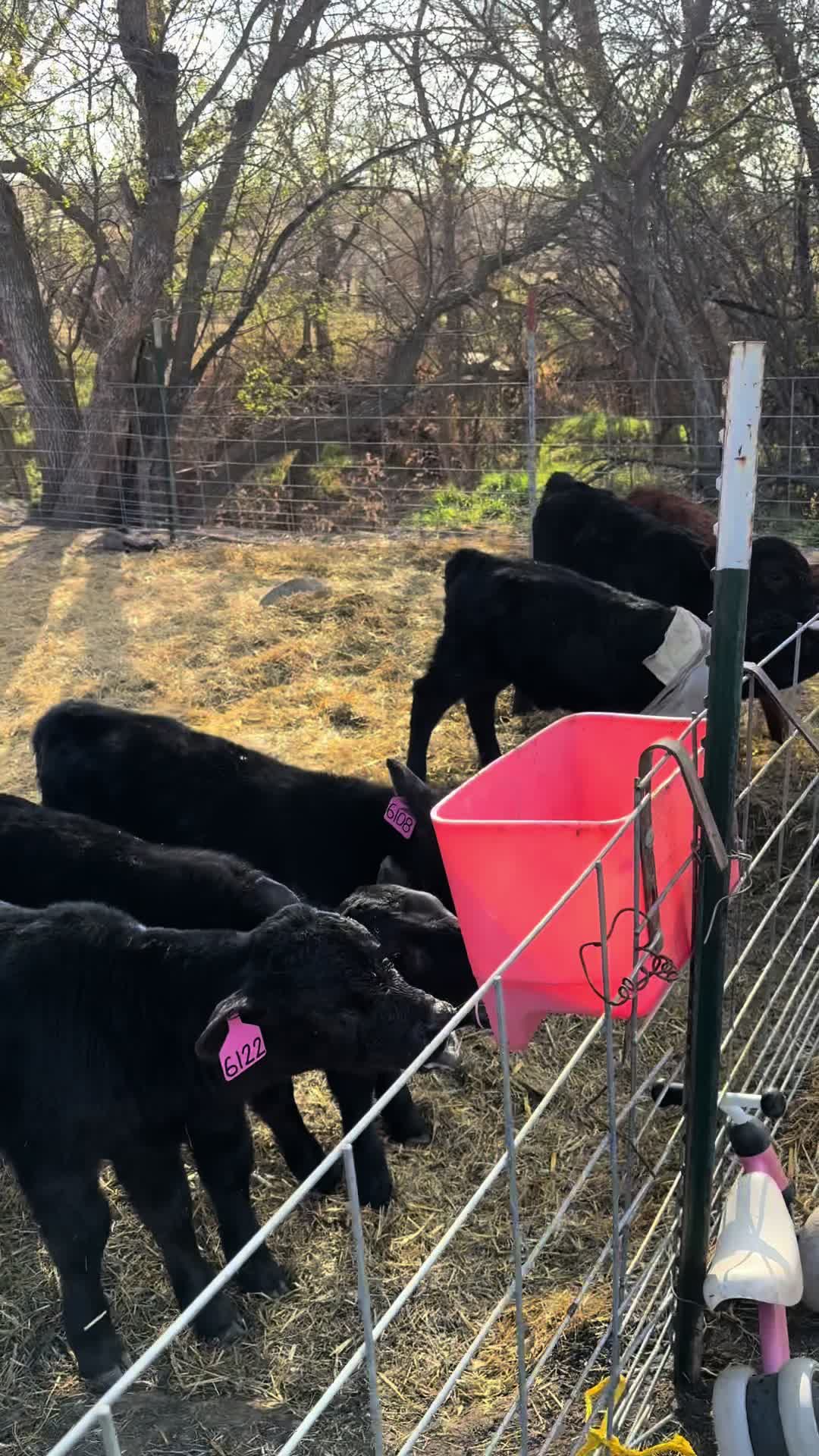 @Hayley | Crooked Creek Farms