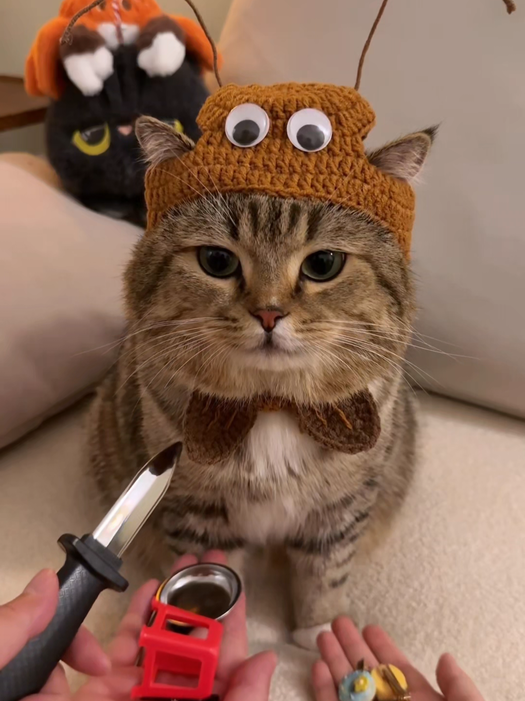 @Chonky World Of Cats