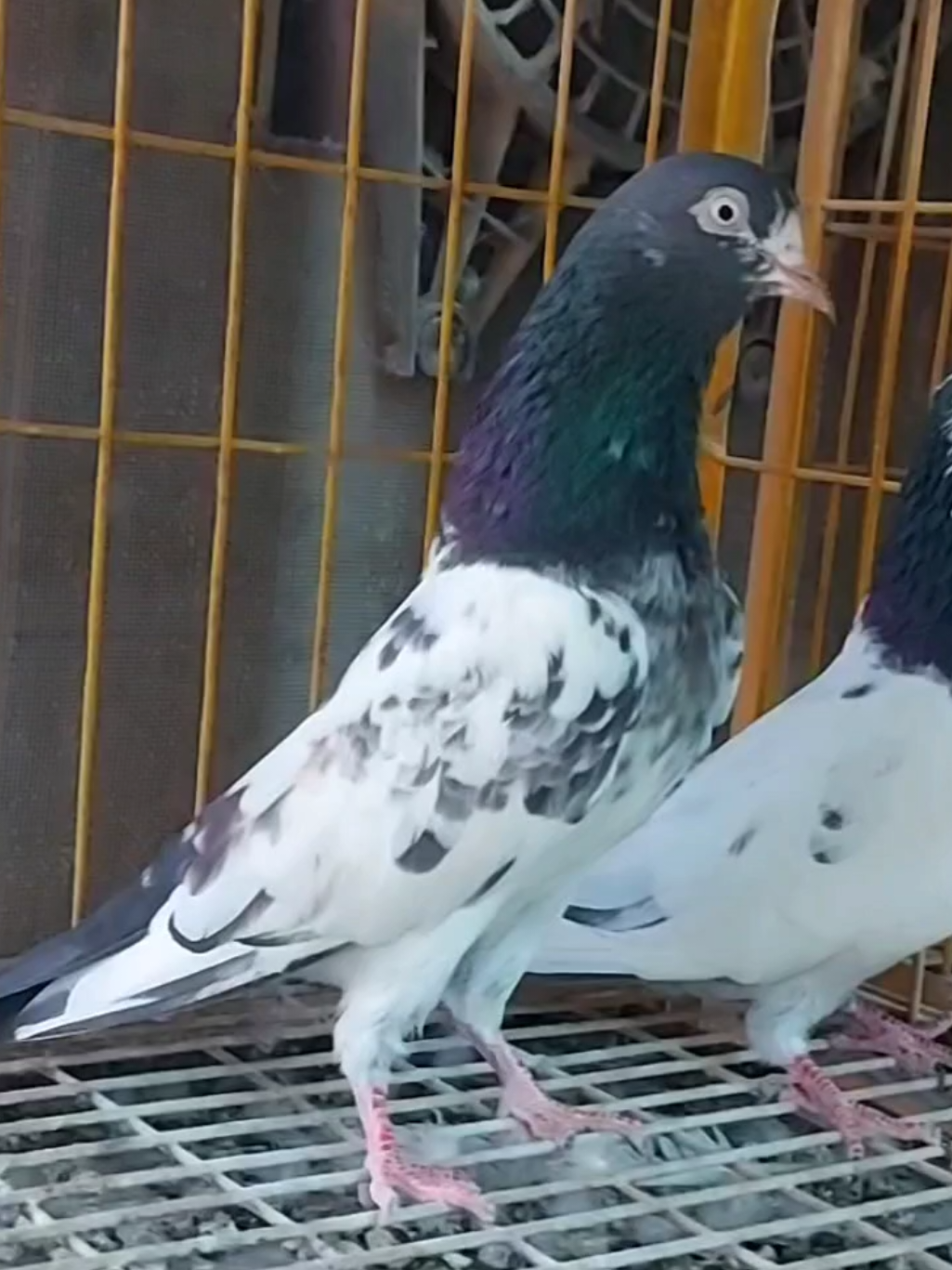 @Pak Pet Zone ( Shebi Shokeen )