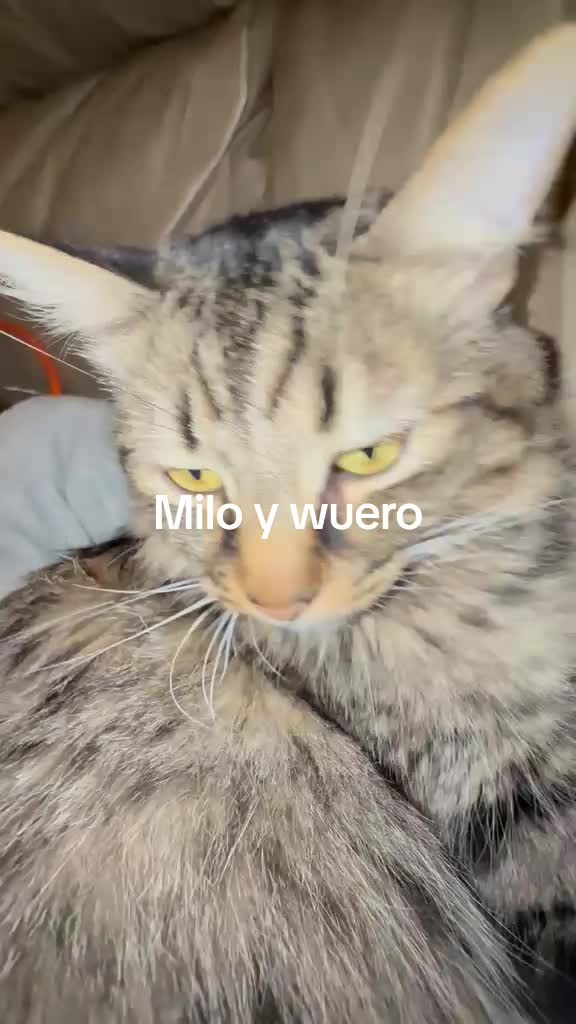 @Niche bella
