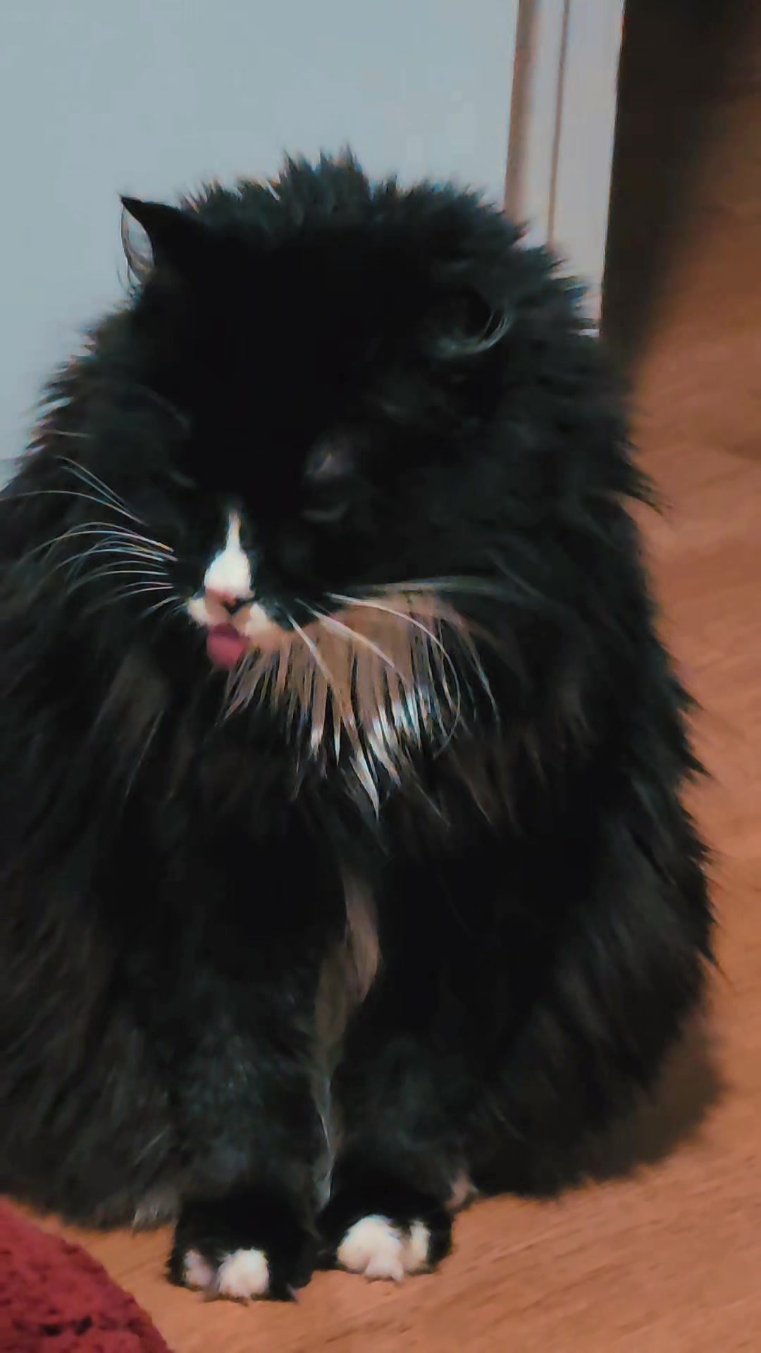 @AtticaTheTuxedoCat