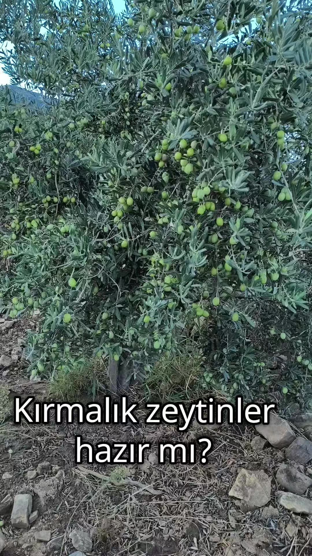 @Kırıkhan Sakinleri