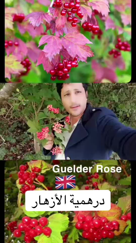 @obidaloni