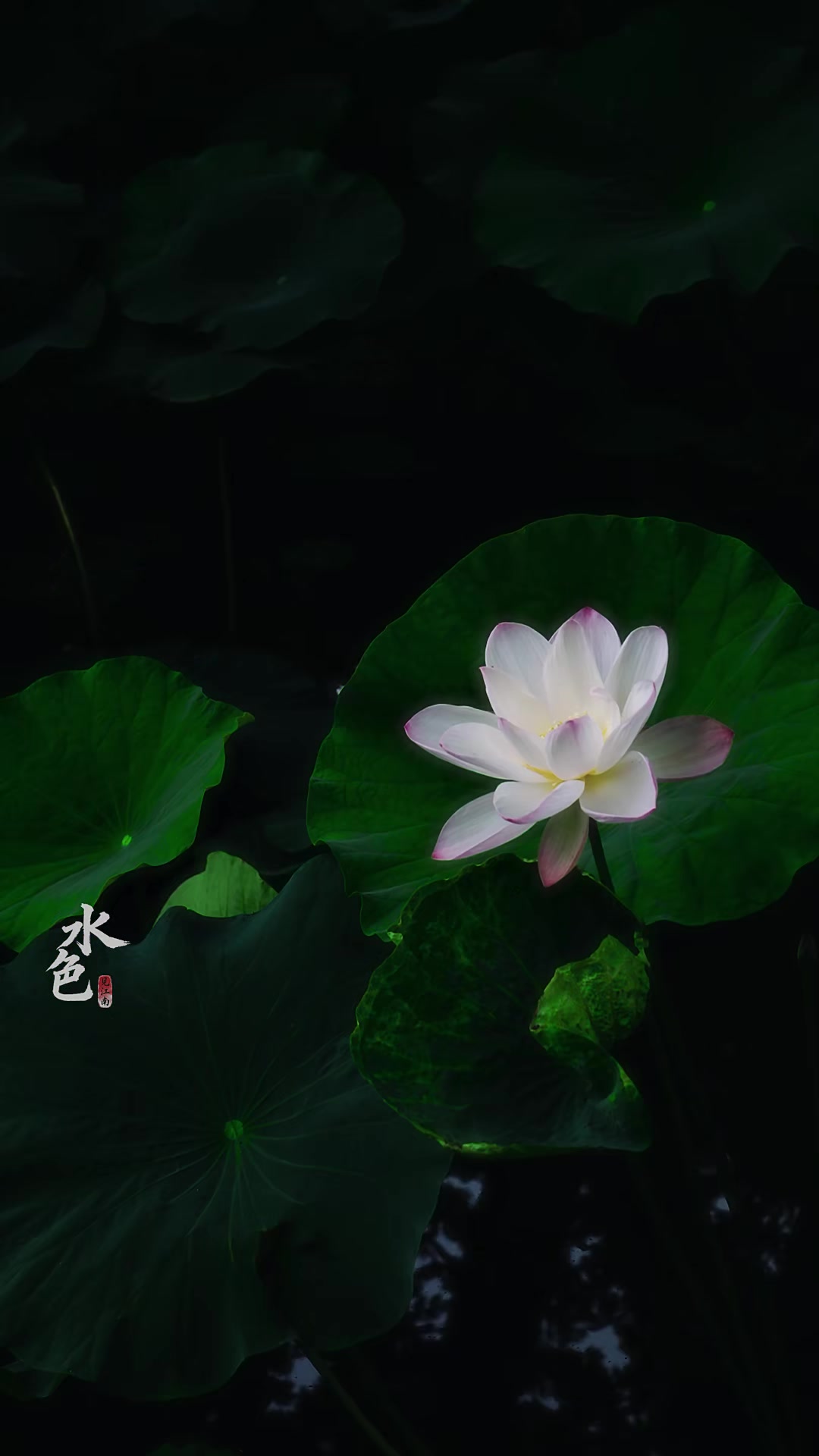 @Tuyết Lạc Sơn Trang
