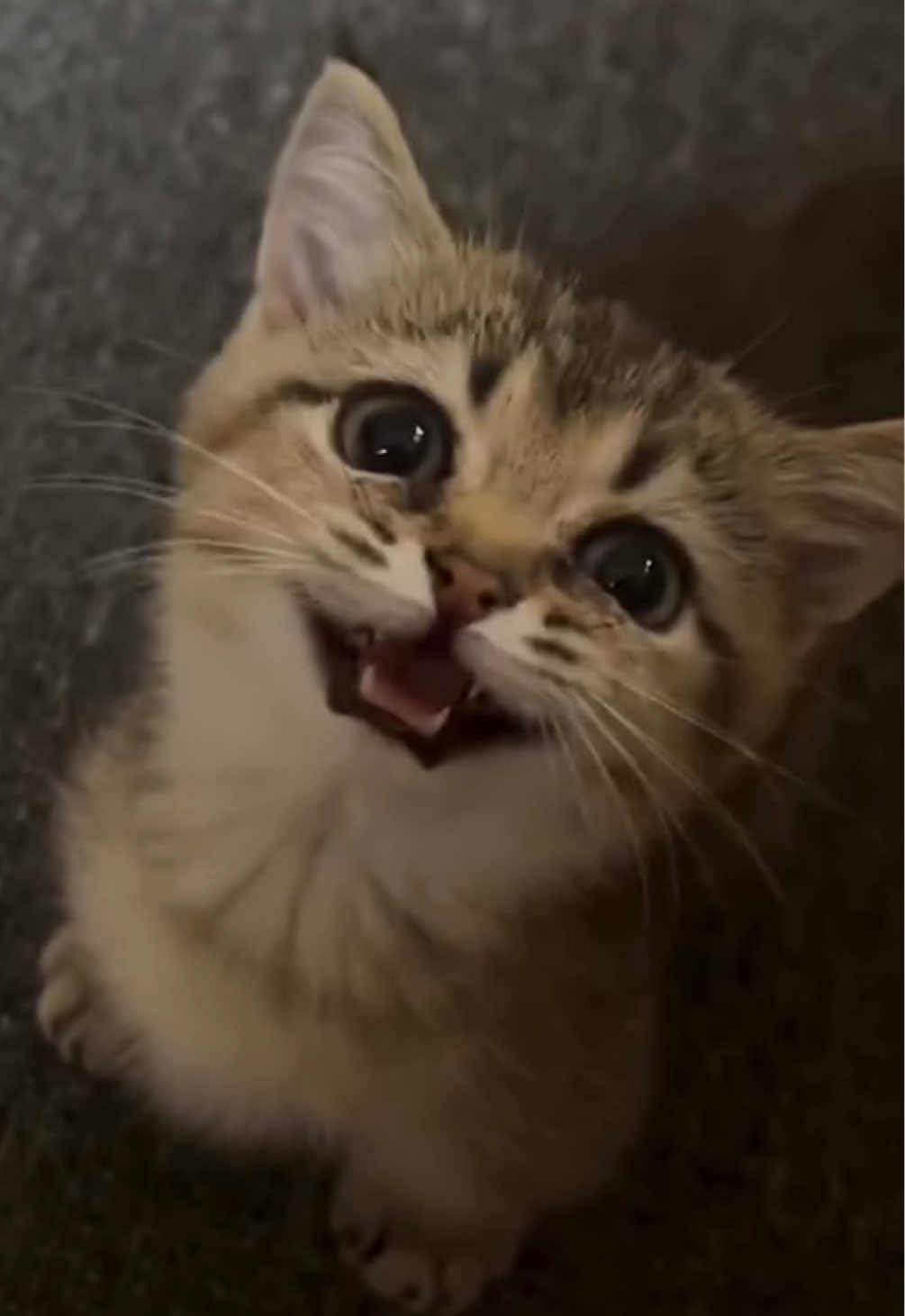 @kloutkittens