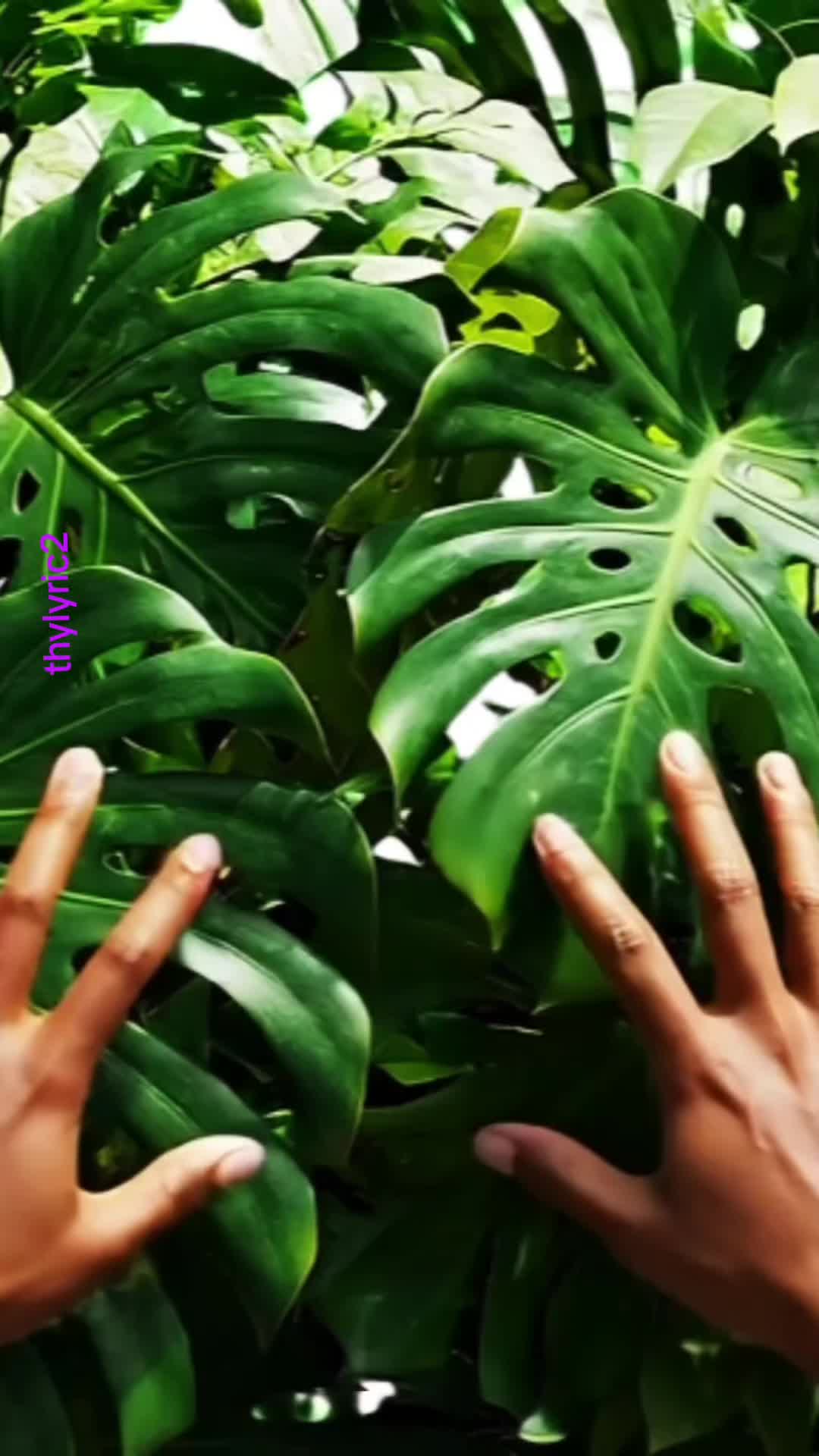 @thylyric2