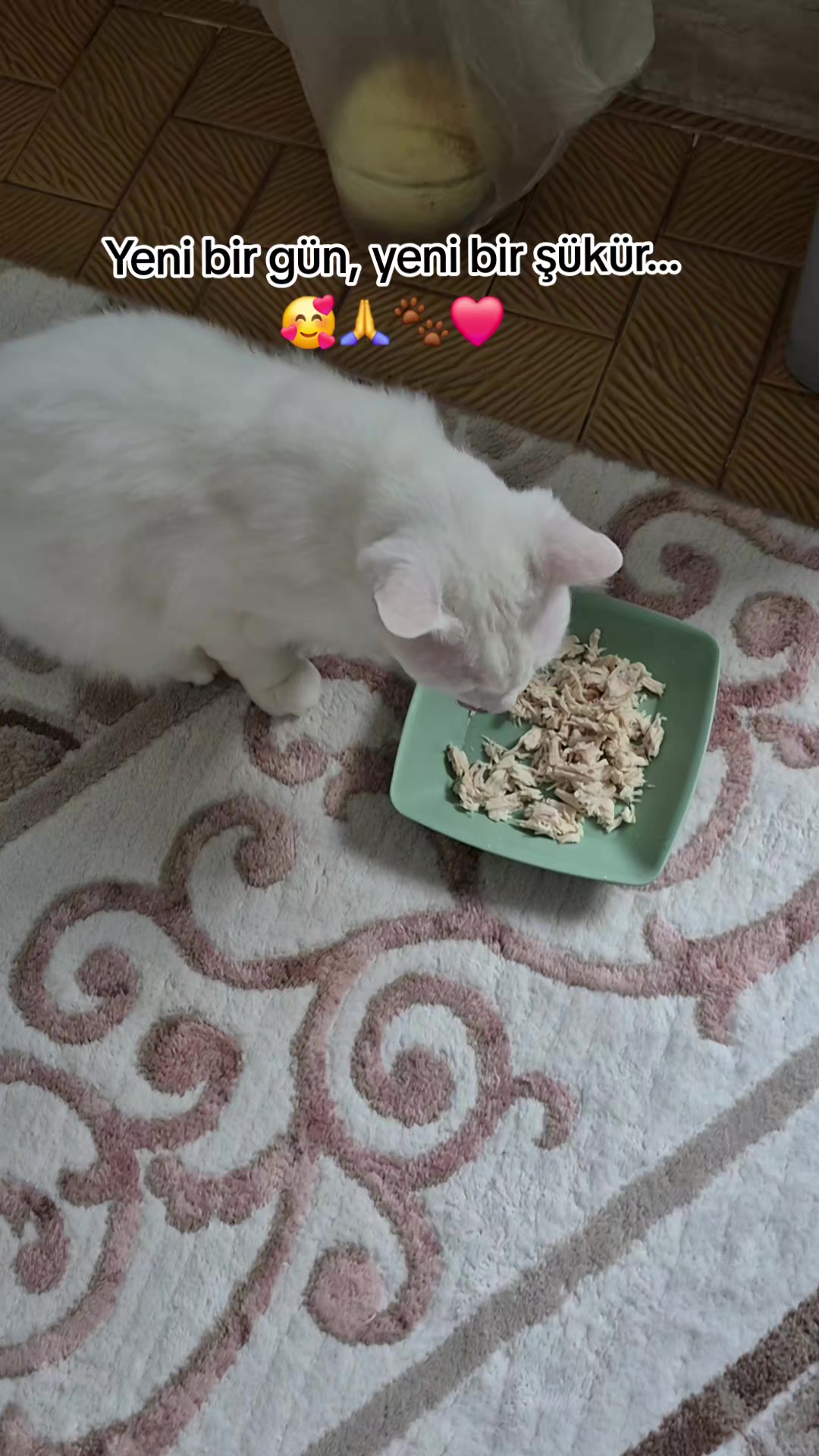 @❤️🐾Patilerin 🐾 dostu 🐾❤️