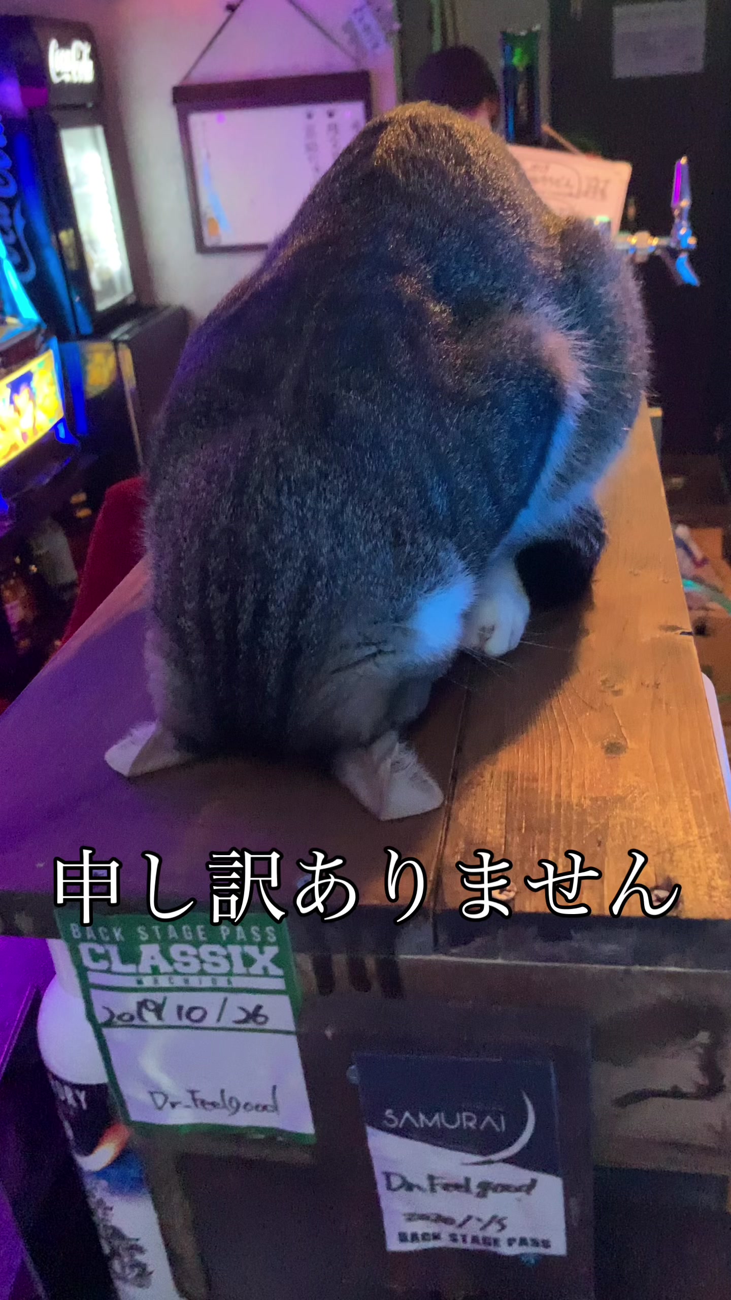 @Cats in the Box.