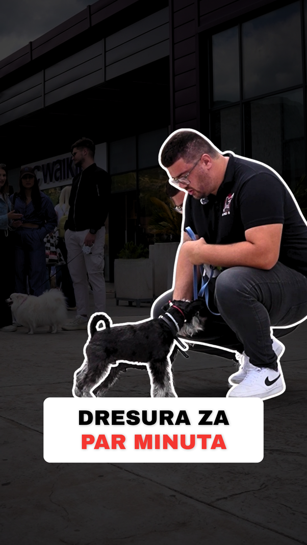 @superdog.akademija