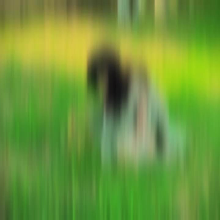 @❁☾Hᴏᴏʀᴀɪɴ Kʜᴀɴ☽❁