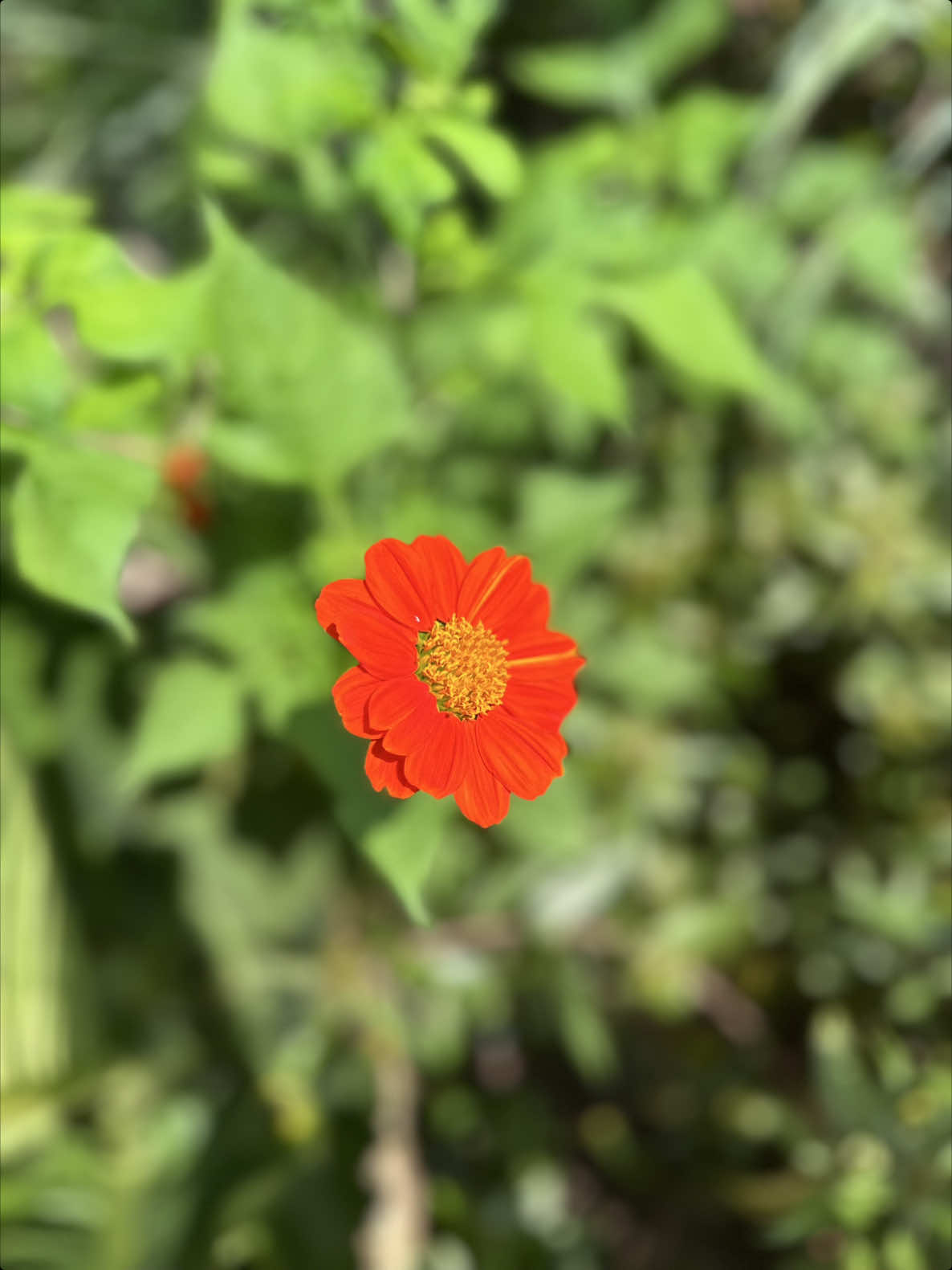 @𝑻𝒂̂𝒏 𝑻𝒉𝒊