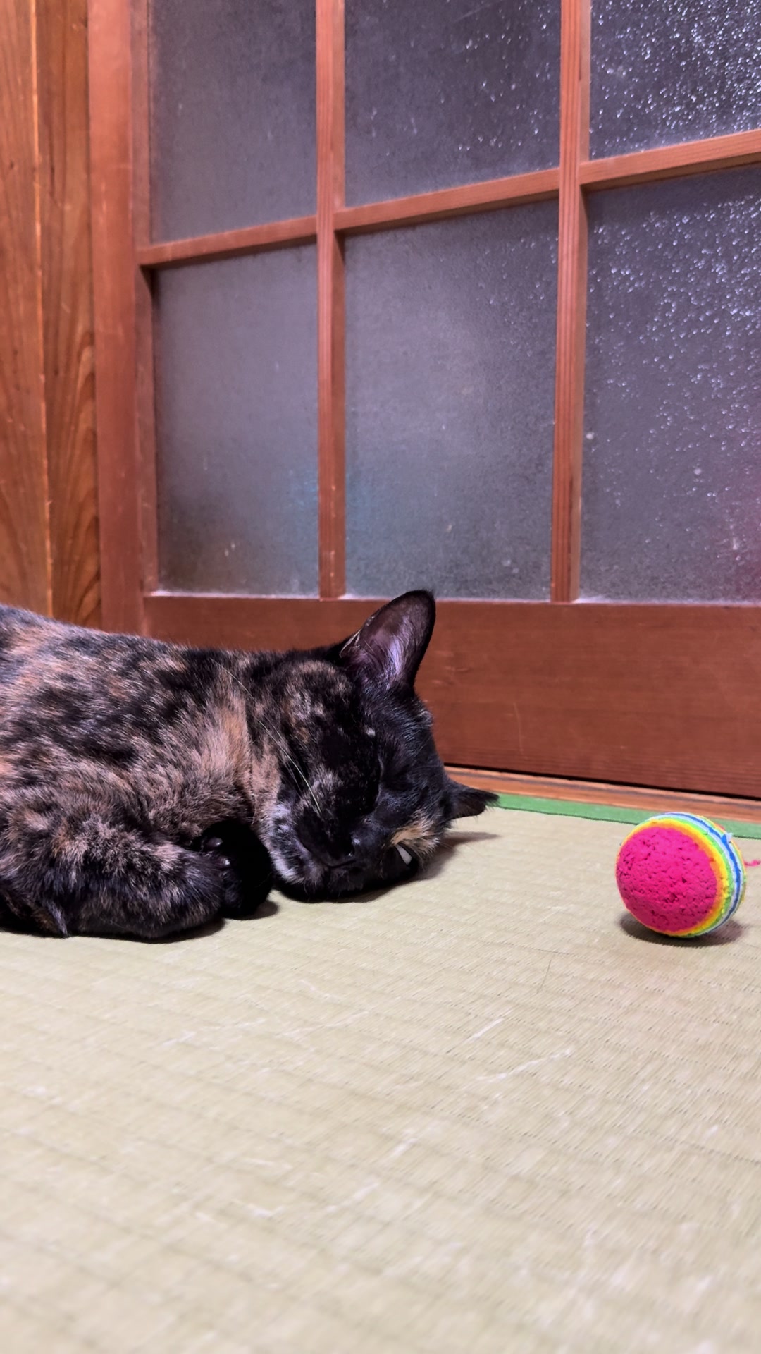 @黒猫兄弟ココピー&カリン
