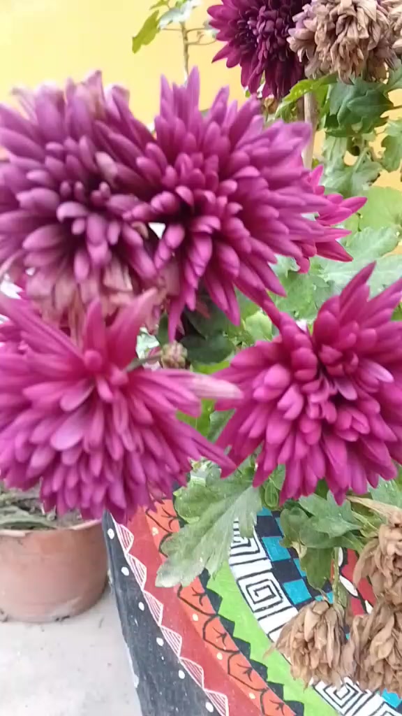 @ca&ntilde;ita 1981