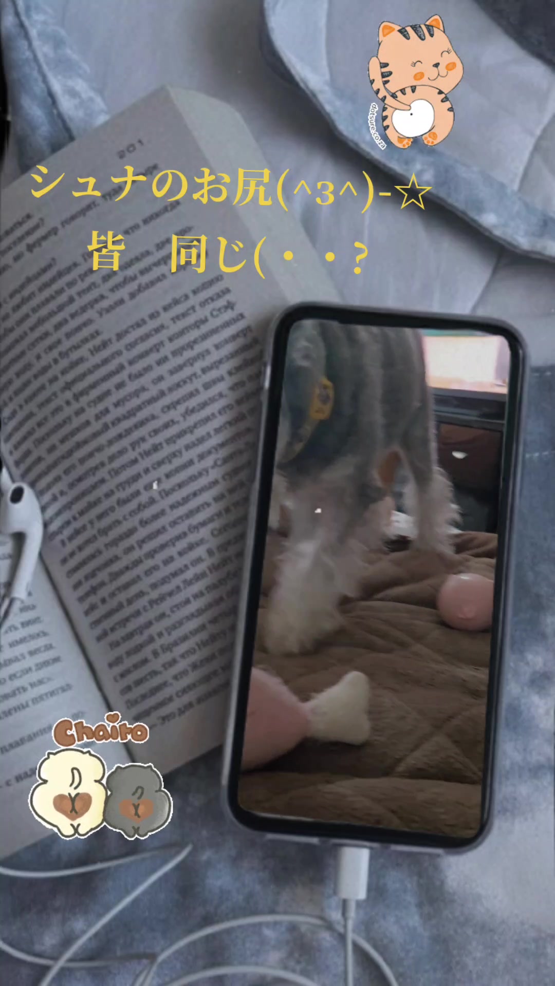 @chi&cho