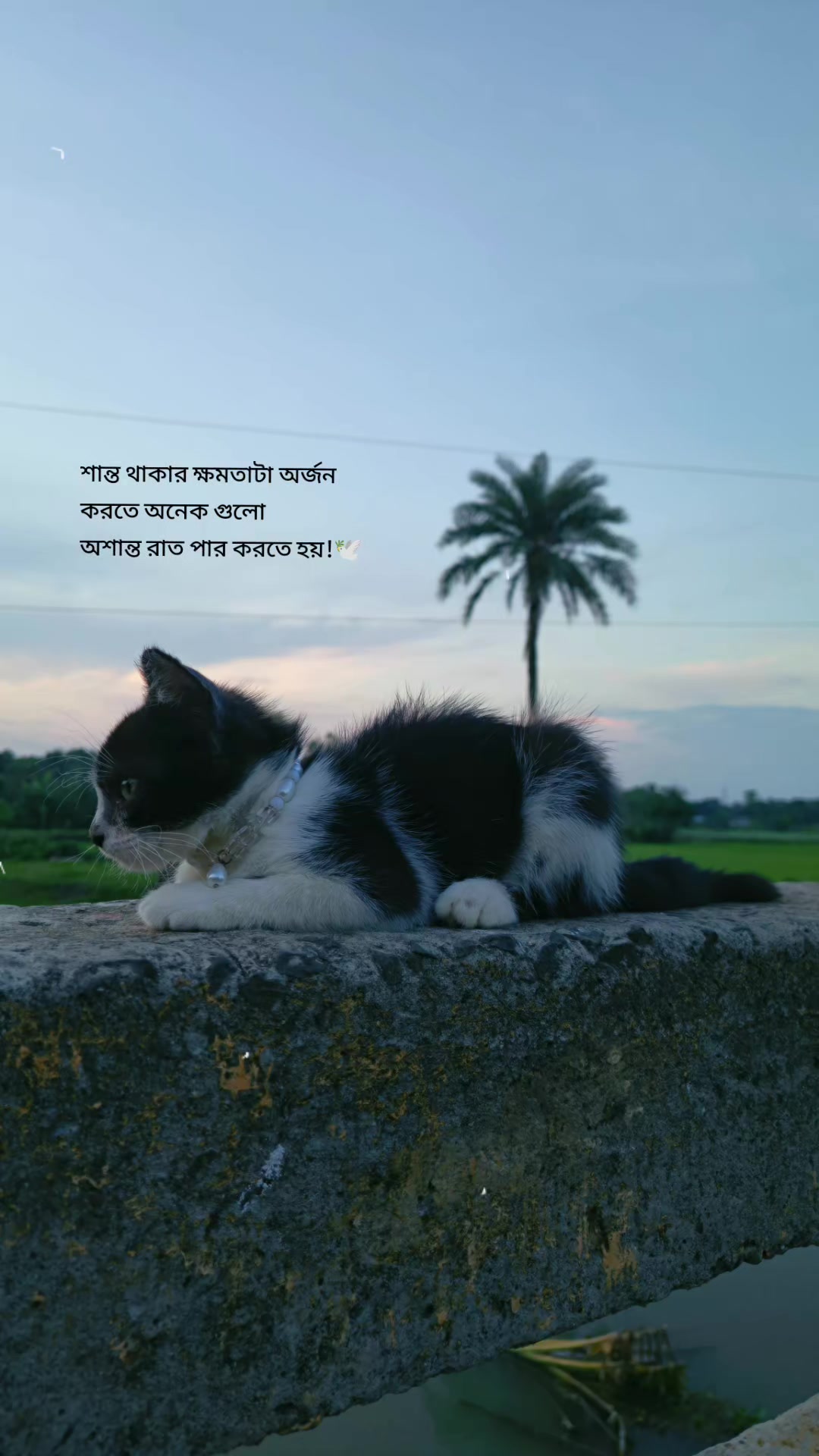 @Shahriar Tisha