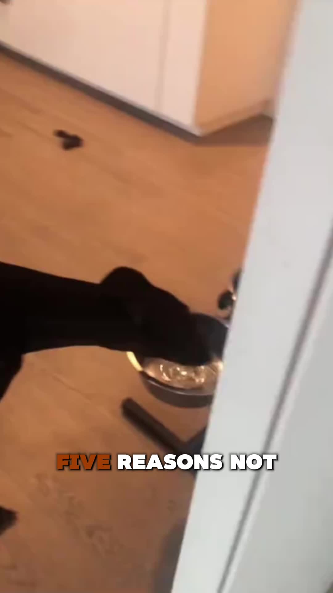 @PawblemsDaily