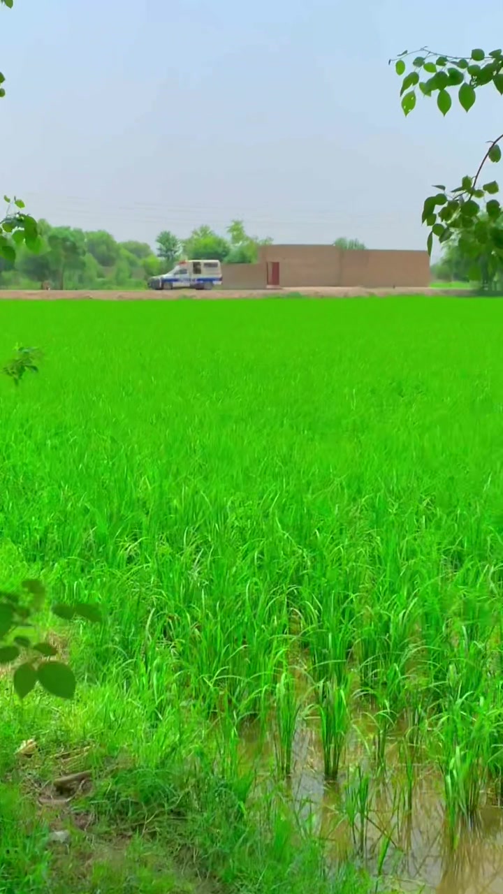 @پنڈاں آلے جٹ