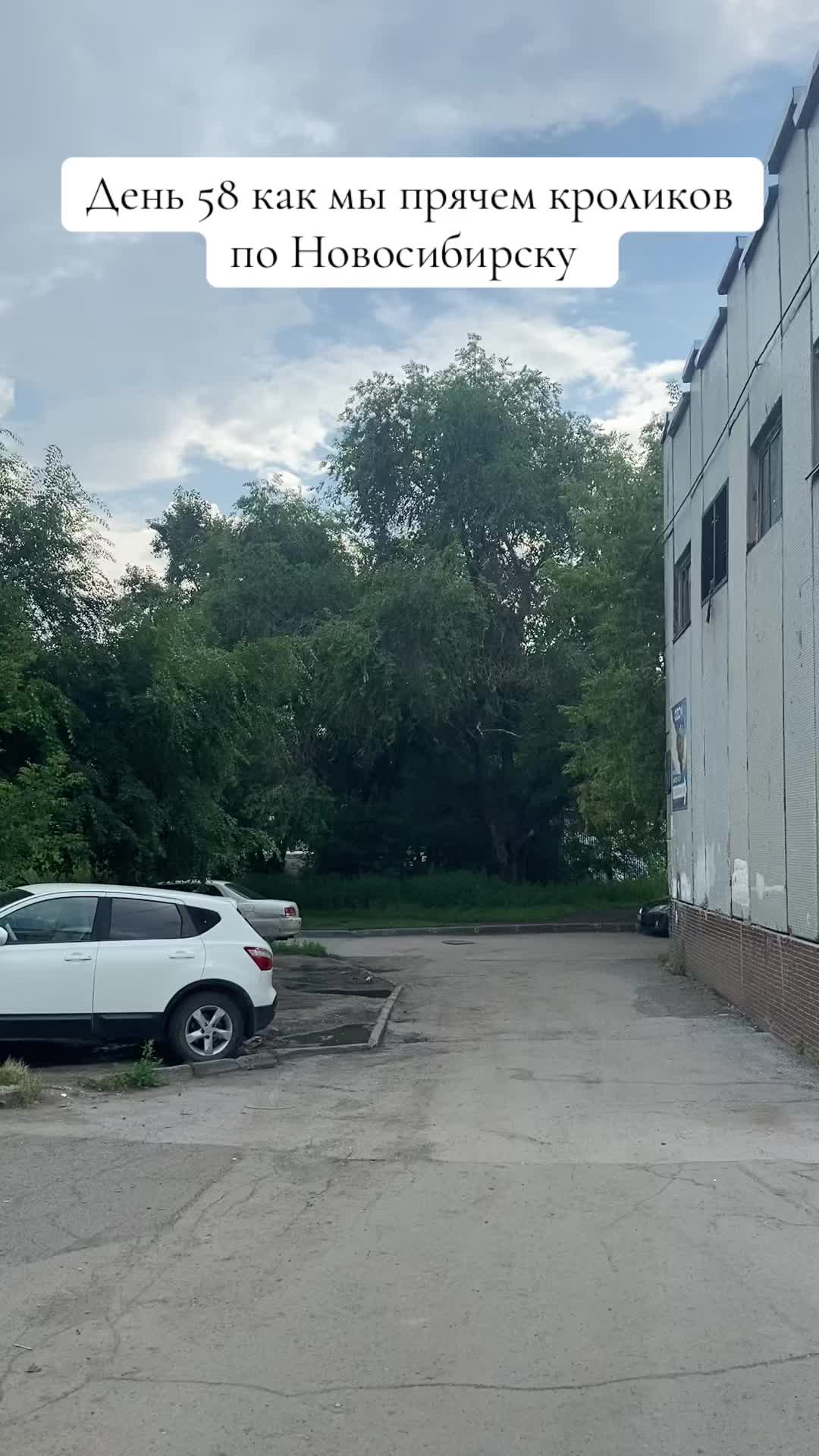 @Кролики