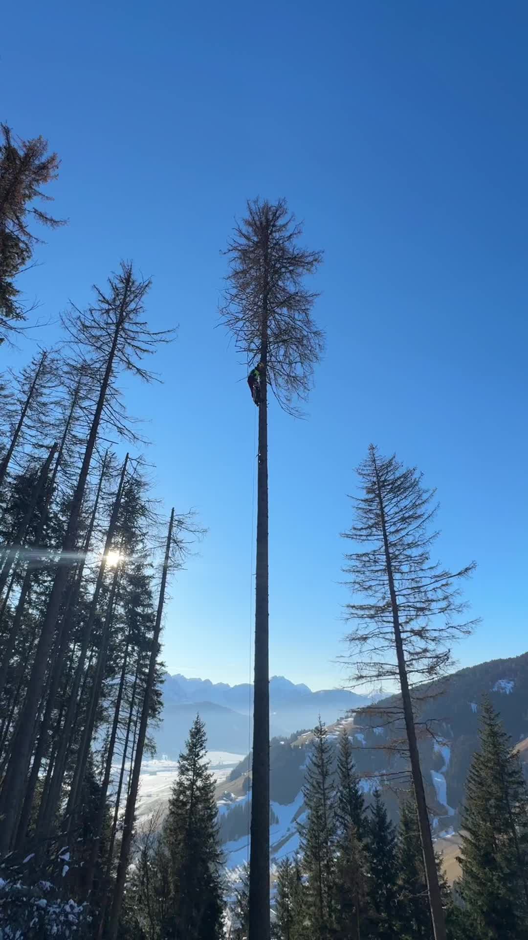 @forestexport