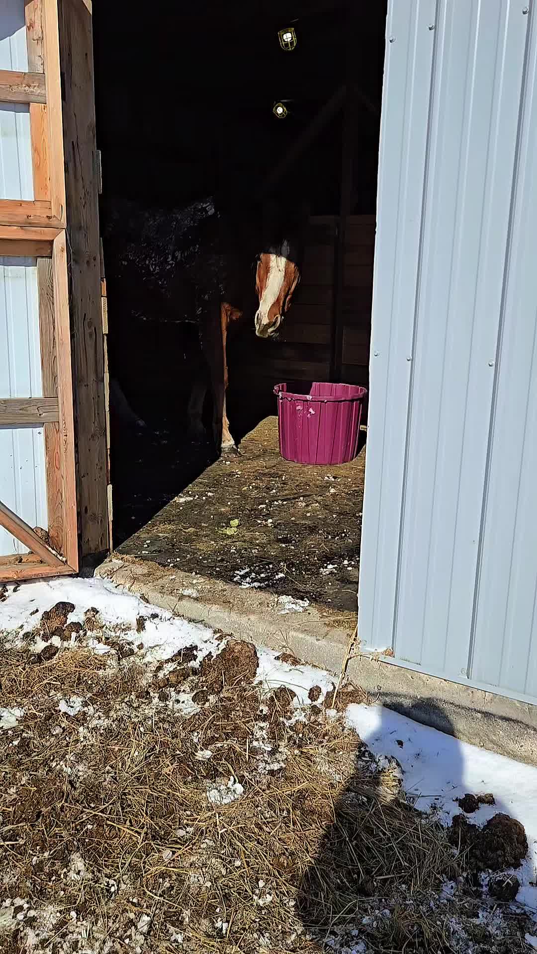 @Barrel Racing Journey