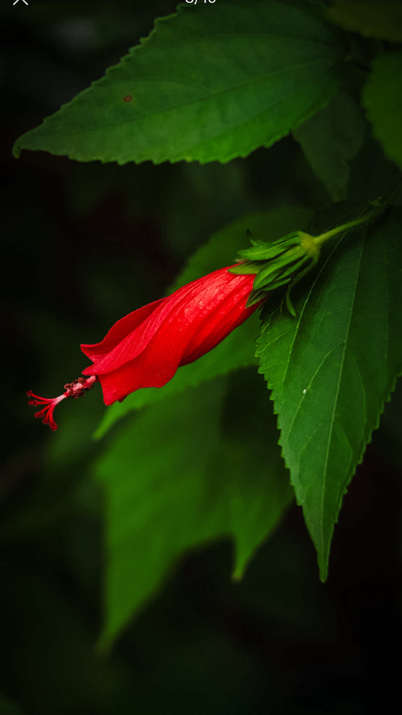 @𝑻𝒂̂𝒏 𝑻𝒉𝒊