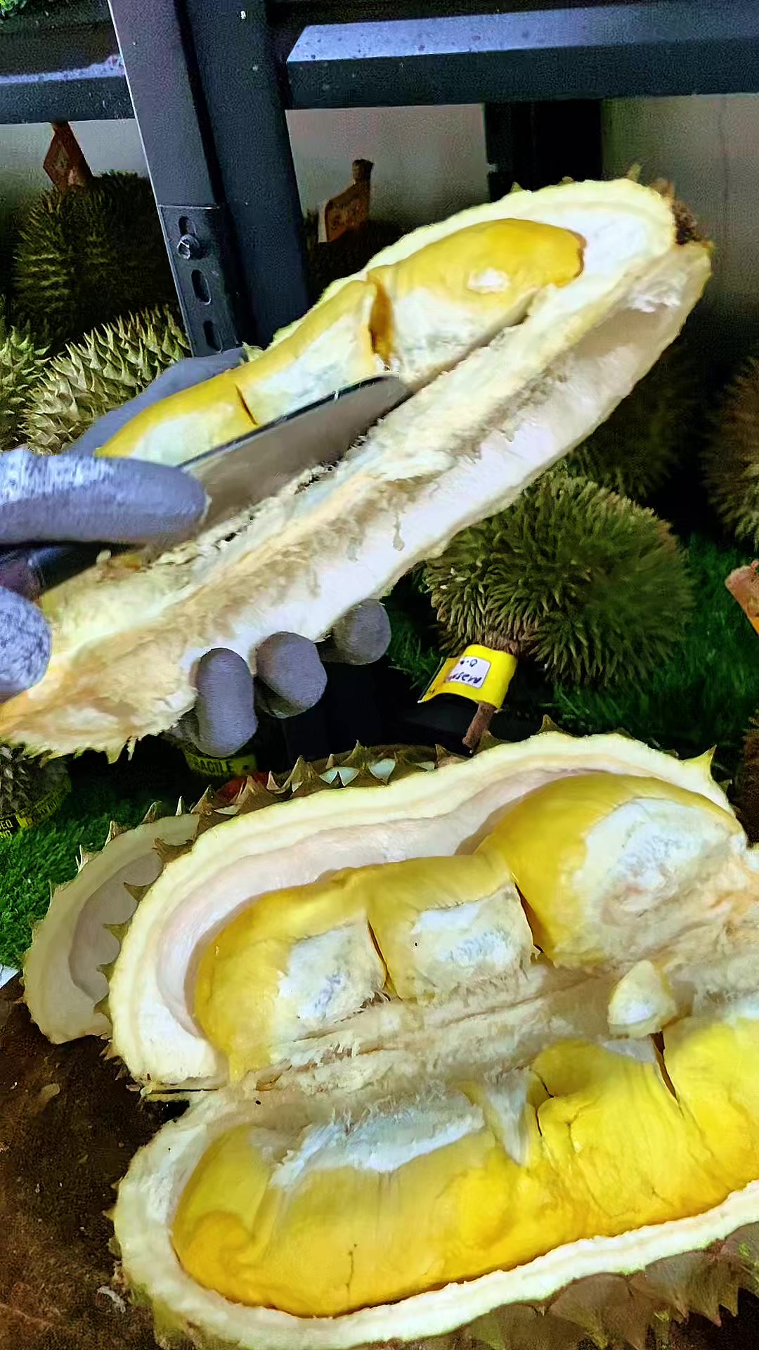 @CICIP DURIAN