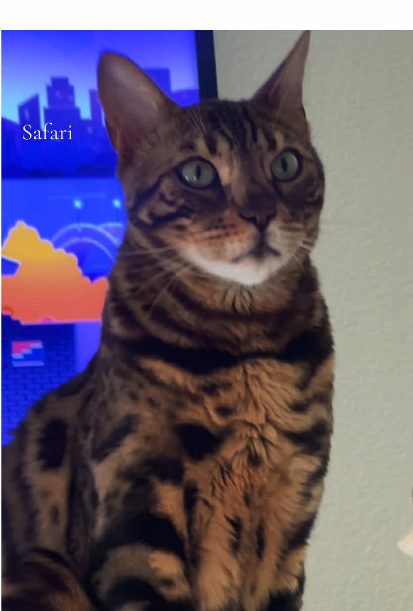 @Jasper🐆Bella🐆Safari🐆