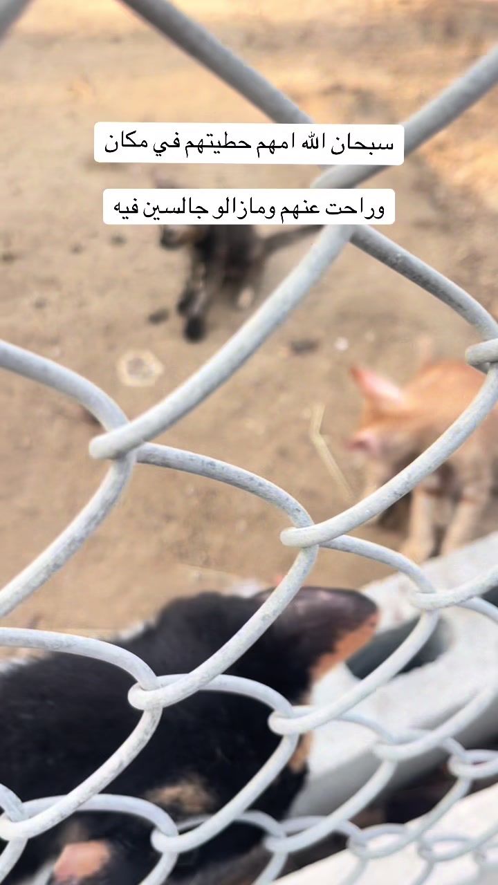@ashkaltbiah