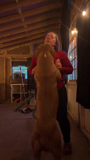 @hairstylingdoglady