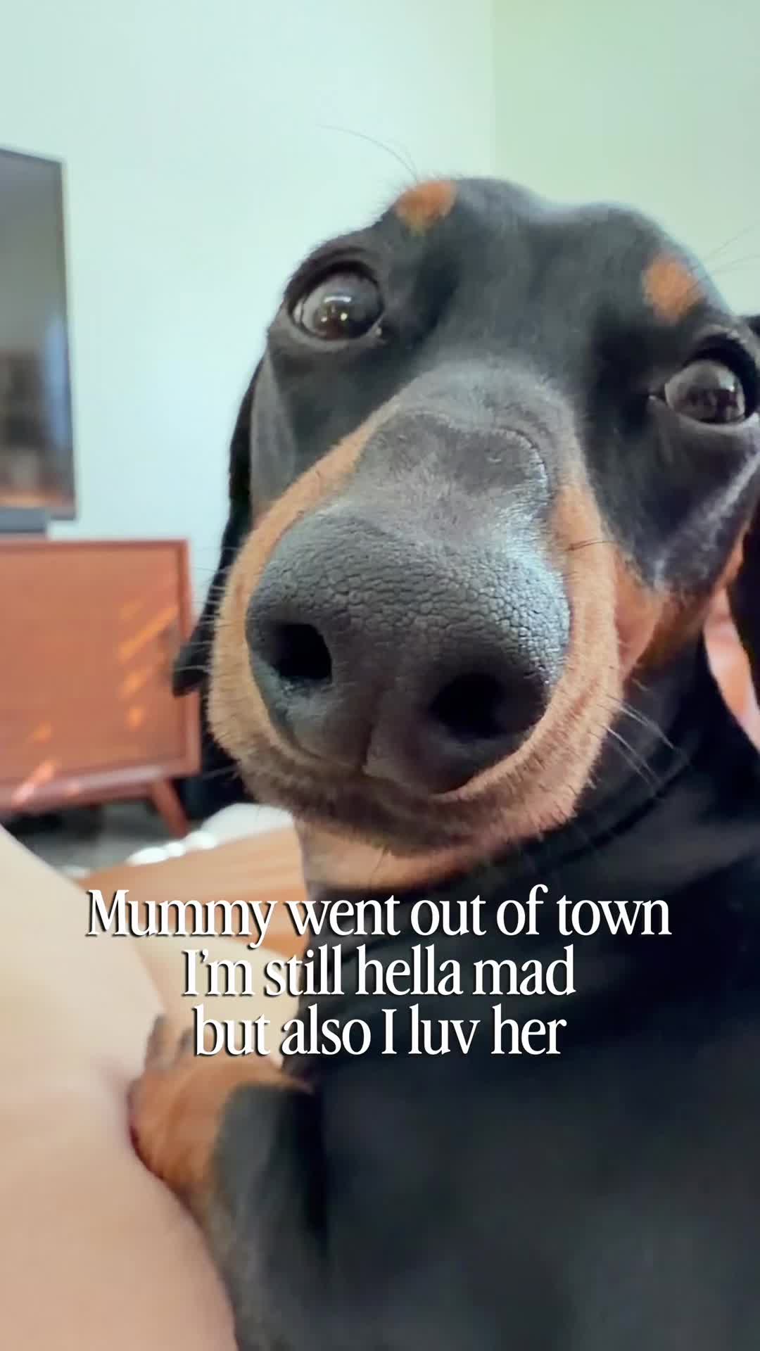 @Penny the Dachshund