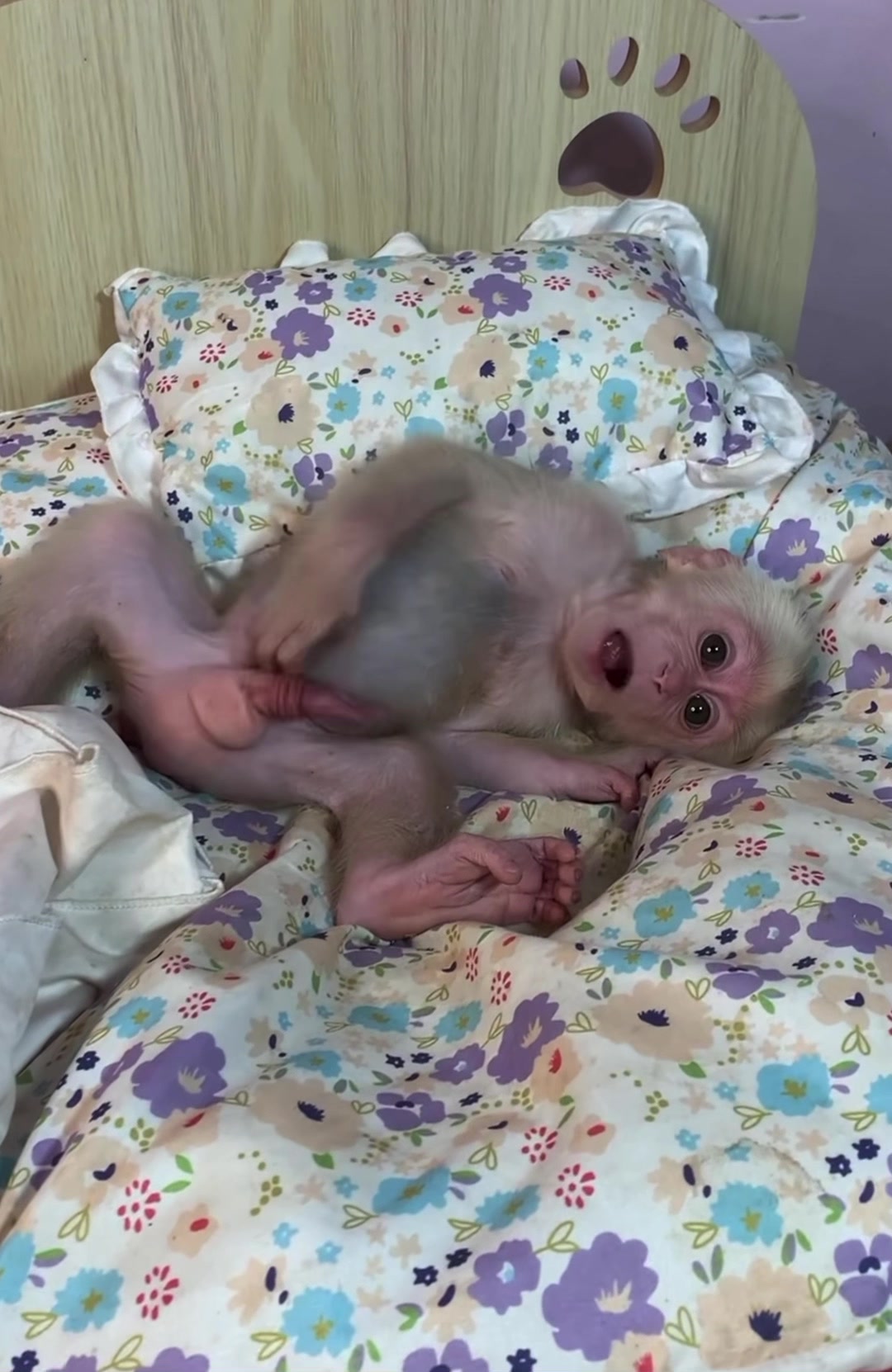 @monkey masaou1234