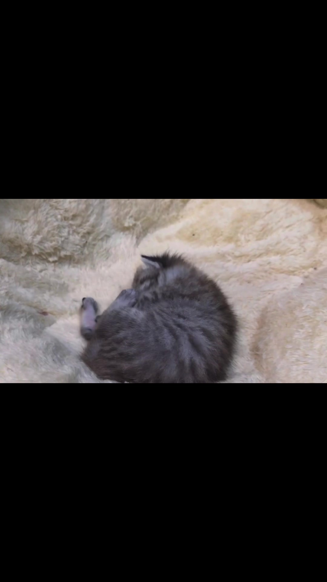 @catbosssss