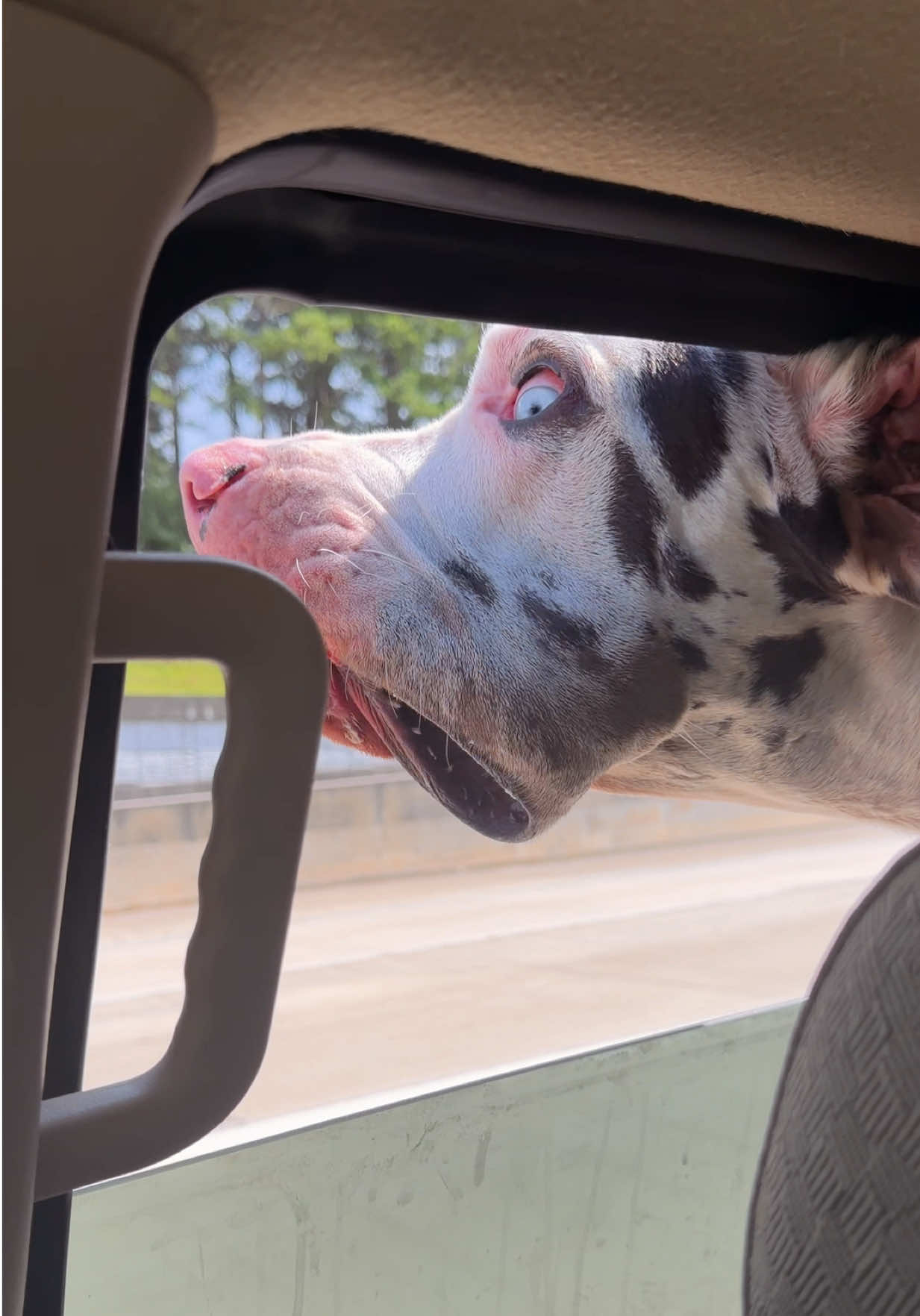 @stonethedane