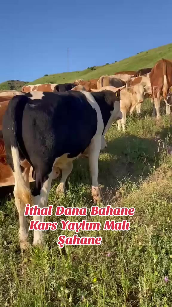 @👑KARSDOĞUBESİCİLİK05536304236