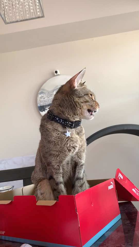 @Atlas the Cat