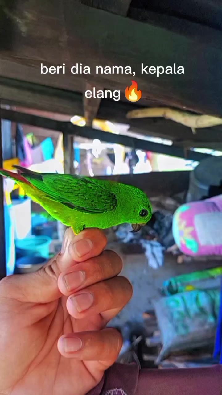 @king srindit👑🦜