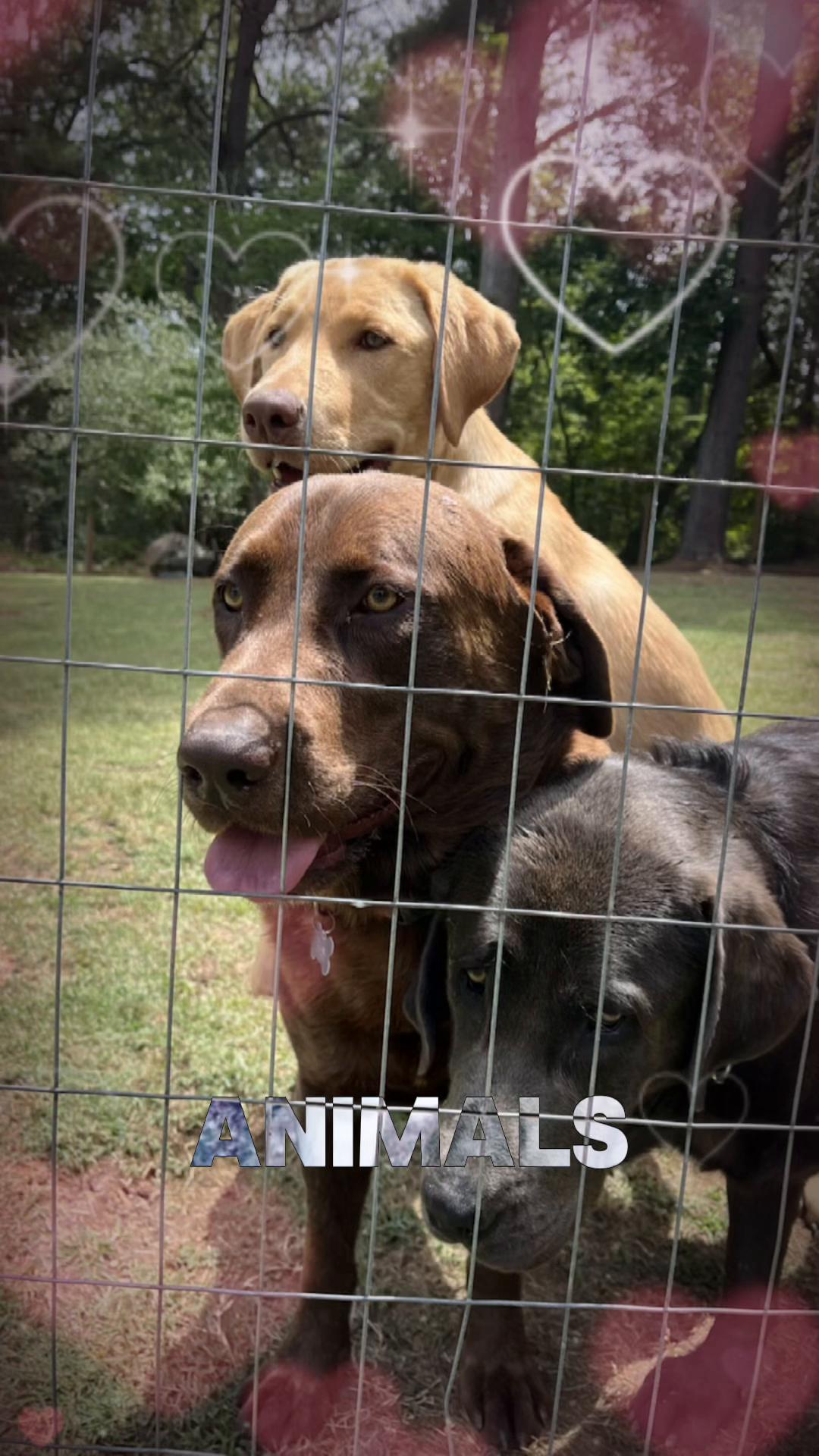@Chocolate Labrador