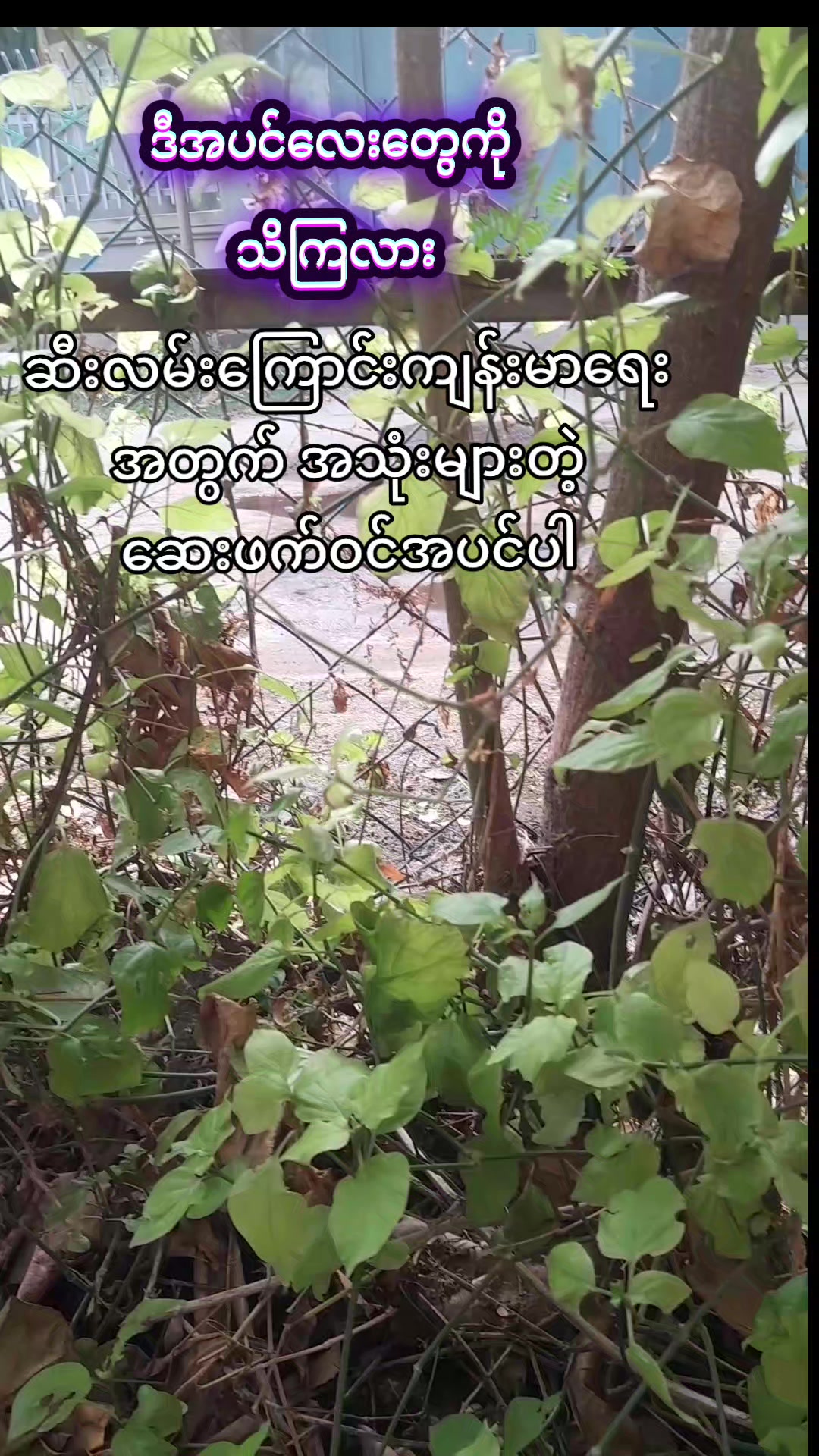 @Shwe Boke