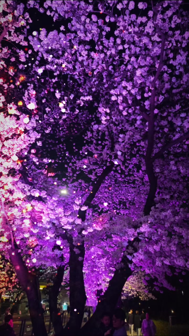 @쑥부쟁이