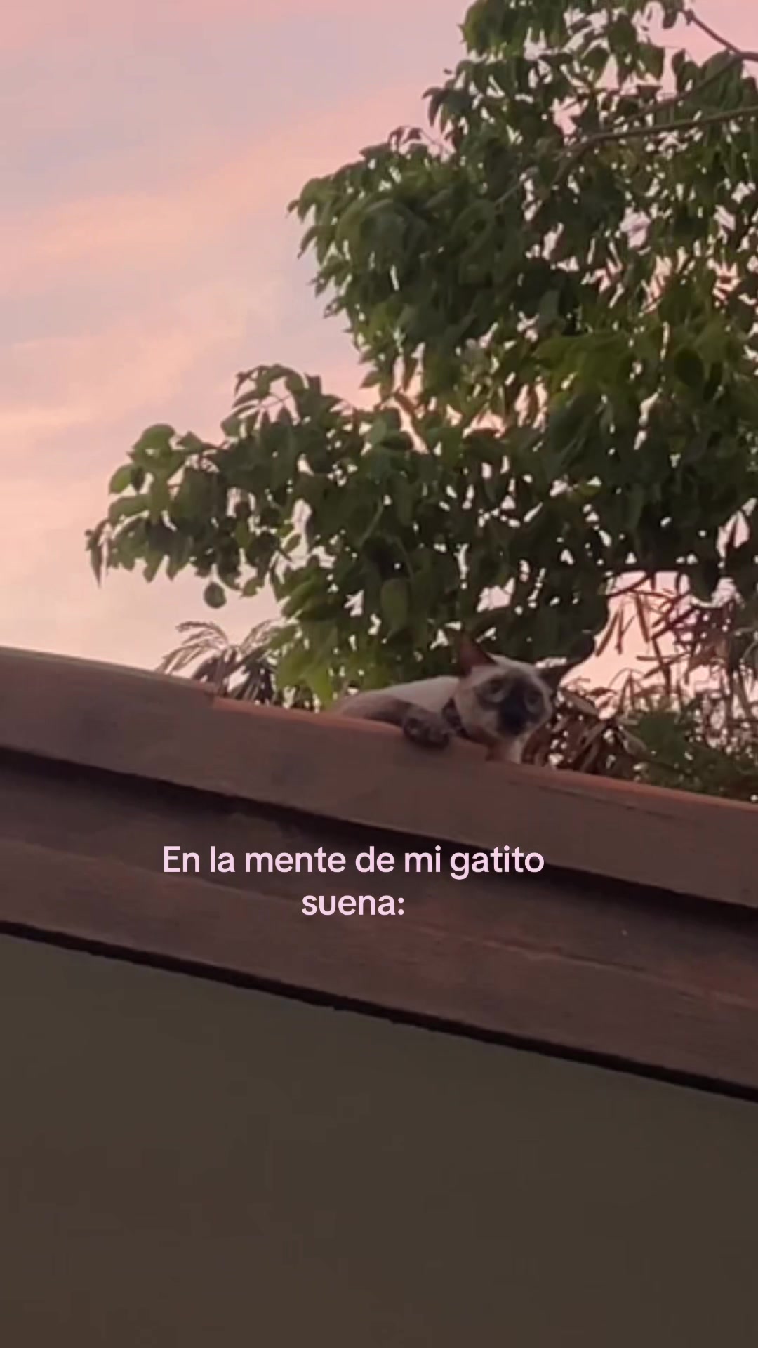 @Hermanitos siameses