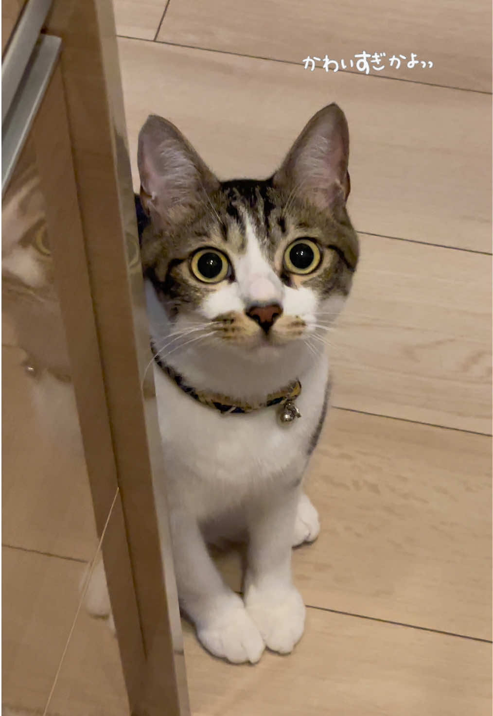 @ねこまみれ