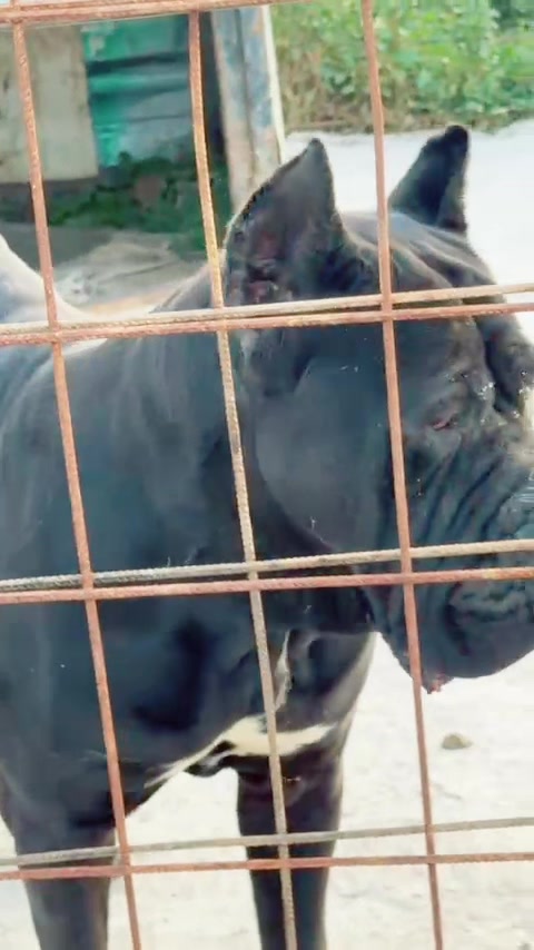 @NeroCaneCorsoKennel
