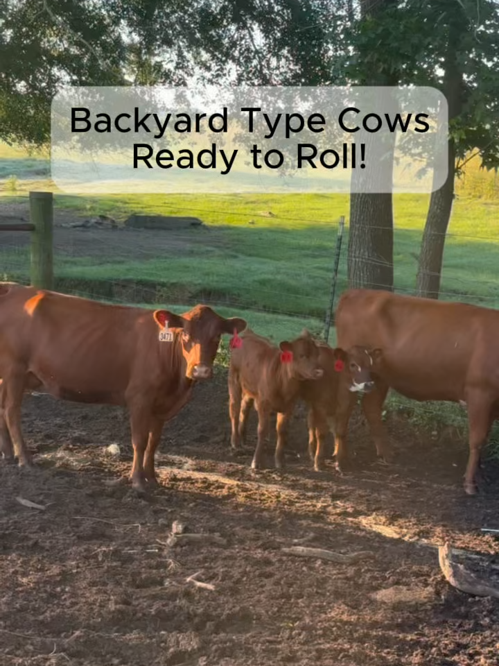 @Rutherford Land and Cattle
