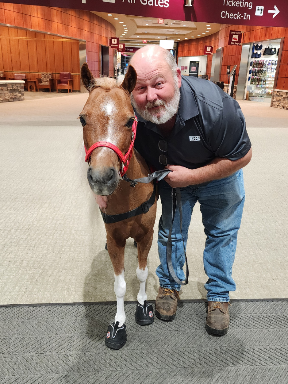 @minihorsemomandtrainer🐴🐴🐴🐴