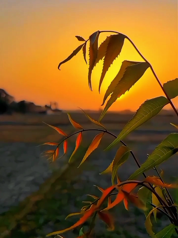 @अँकित यादव ♡ ❤️🩹