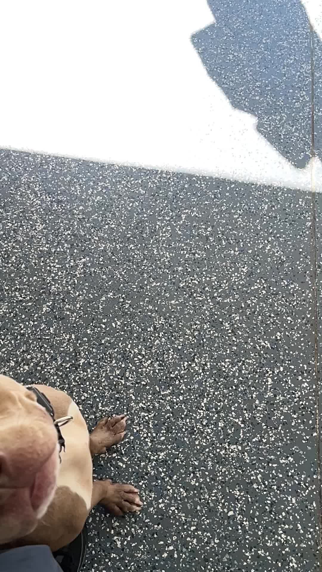 @Jay TheDog Trainer