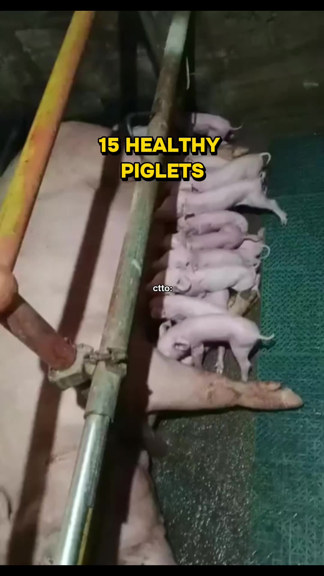 @Tiktok Legit Shop
