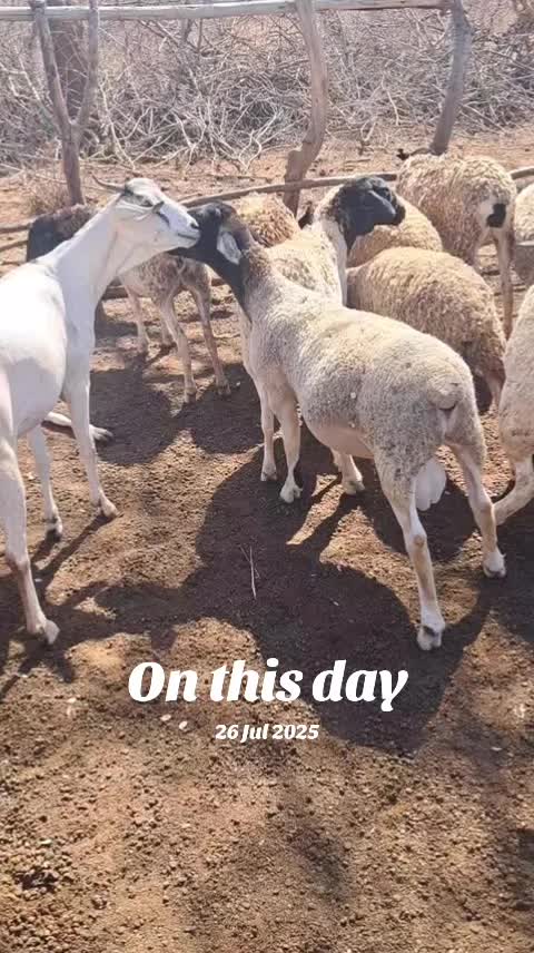 @DorperfarmsKE